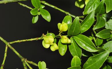 Euonymus huangii 黃氏衛矛