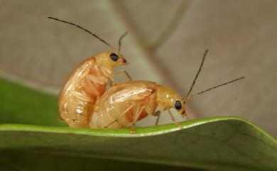 Monolepta gracilipes Chujo, 1938 黃長腳螢金花蟲