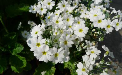 Primula malacoides Franch. 報春花