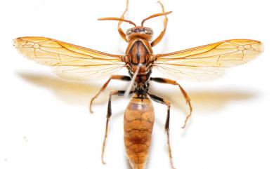 Polistes jokahamae Radszkowski, 1887 暗黃長腳蜂