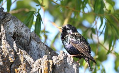Sturnus vulgaris poltaratskyi Finsch, 1878 歐洲椋鳥