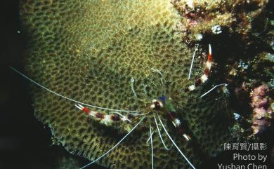 Stenopus hispidus (Olivier, 1811) 多刺蝟蝦