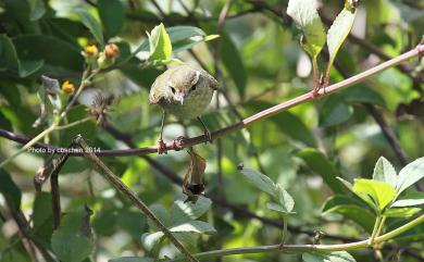 Phylloscopus inornatus (Blyth, 1842) 黃眉柳鶯