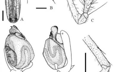 Leucauge blanda L.Koch, 1878 肩斑銀腹蛛