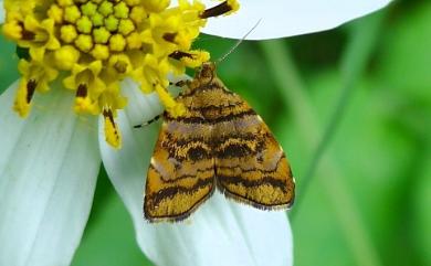 Choreutis amethystodes (Meyrick, 1914) 土紋桑舞蛾