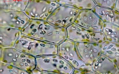 Cololejeunea magnistyla (Horik.) Mizut. 條瓣疣鱗蘚