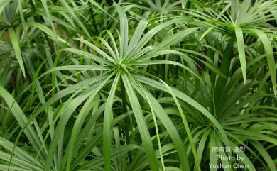 Cyperus involucratus 輪傘莎草