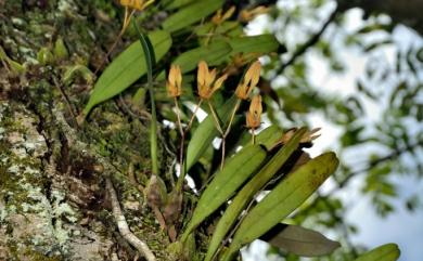 Bulbophyllum omerandrum 毛藥捲瓣蘭