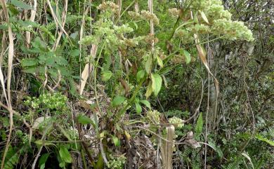 Patrinia formosana 臺灣敗醬