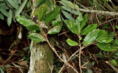 Taxillus lonicerifolius var. lonicerifolius 忍冬葉桑寄生