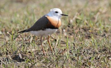 Charadrius veredus Gould, 1848 東方紅胸鴴