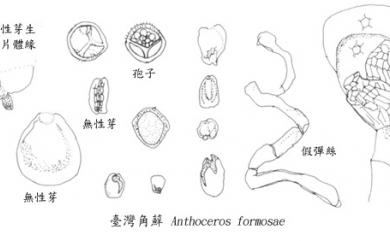 Anthoceros angustus Steph.