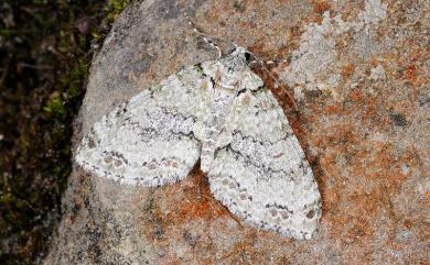 Trichopterigia adorabilis Yazaki, 1987 花蓮洱尺蛾