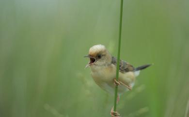 Cisticola exilis volitans 黃頭扇尾鶯