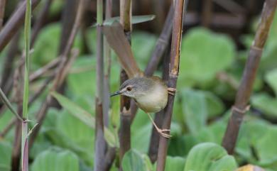 Prinia flaviventris sonitans (Swinhoe, 1860) 灰頭鷦鶯