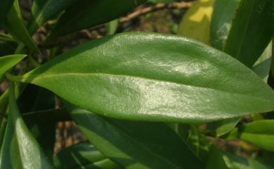 Myoporum bontioides (Siebold & Zucc.) A. Gray 苦藍盤