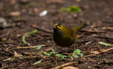 Liocichla steerii Swinhoe, 1877 黃胸藪眉