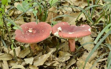 Russula sanguinea 血紅菇