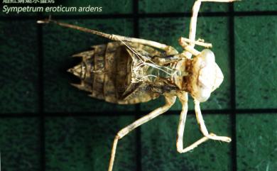 Sympetrum eroticum ardens (MacLachlan, 1894) 焰紅蜻蜓