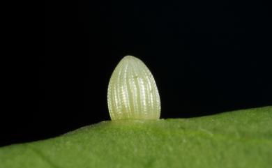 Danaus chrysippus (Linnaeus, 1758) 金斑蝶