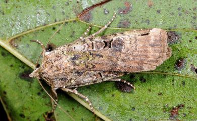 Xestia semiherbida (Walker, 1857) 綠魯夜蛾