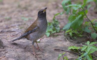 Turdus pallidus Gmelin, 1789 白腹鶇