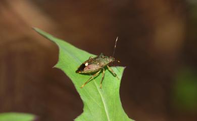 Eocanthecona formosa (Horváth, 1911) 福爾摩沙厲蝽