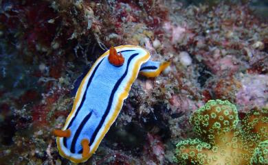 Chromodoris annae Bergh, 1877 安娜多彩海牛