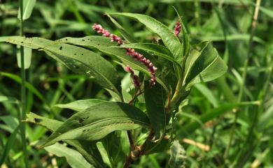 Persicaria glabra 紅辣蓼