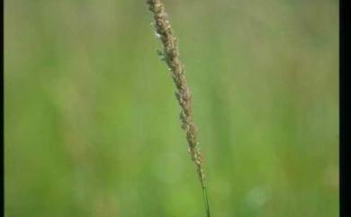 Eragrostis ciliaris (L.) R.Br. 毛畫眉草