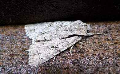 Acronicta intermedia (Warren, 1909) 蘋劍紋夜蛾