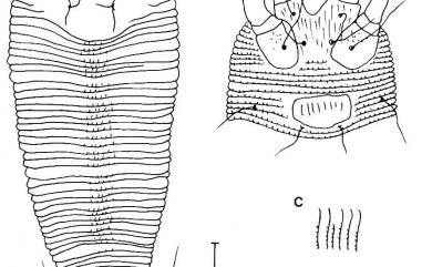 Neoleipothrix alnuse Huang, 2001 赤陽新離子節蜱