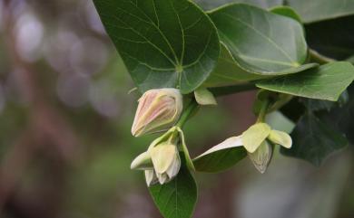 Hibiscus tiliaceus 黃槿