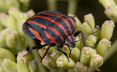 Graphosoma rubrolineatum (Westwood, 1837) 赤條蝽