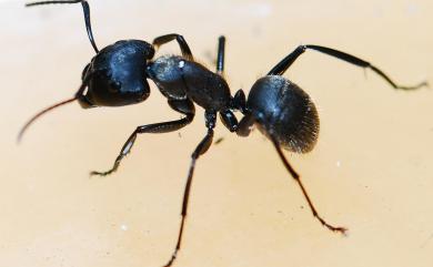 Camponotus formosensis Wheeler, 1909 臺北巨山蟻