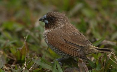 Lonchura punctulata topela (Swinhoe, 1863) 斑文鳥