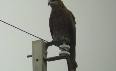 Milvus migrans formosanus 黑鳶