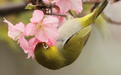 Zosterops japonicus Temminck & Schlegel, 1847 日菲繡眼