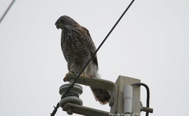 Accipiter trivirgatus formosae Mayr, 1949 鳳頭蒼鷹(台灣特有亞種)