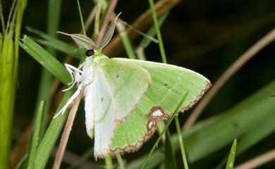 Comibaena procumbaria (Pryer, 1877) 白腎紋綠尺蛾