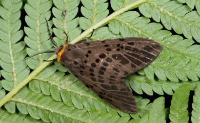 Lemyra imparilis (Butler, 1877) 暗點橙燈蛾