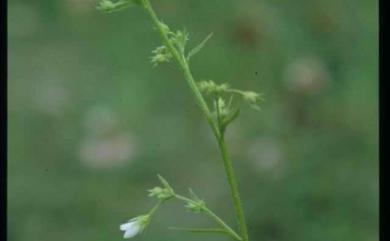 Campanula dimorphantha 桔梗