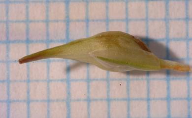 Carex orthostemon 直蕊宿柱薹