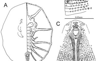 Rhachisphora taiwanus Ko, 1992 臺灣脊粉蝨