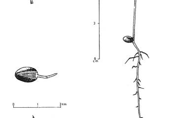 Cinnamomum osmophloeum 土肉桂