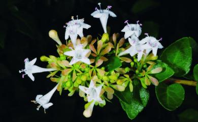 Abelia chinensis 糯米條