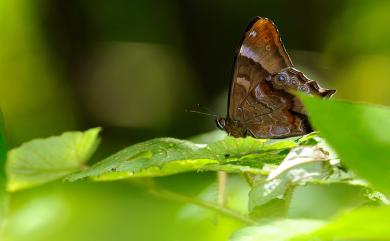 Zophoessa dura neoclides 大幽眼蝶