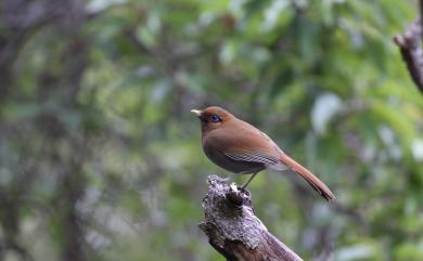 Ianthocincla poecilorhyncha (Gould, 1863) 棕噪眉