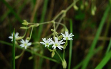 Stellaria neglecta 疏花繁縷