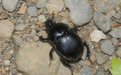 Phelotrupes formosanus (Miwa, 1930) 蓬萊雪隱金龜